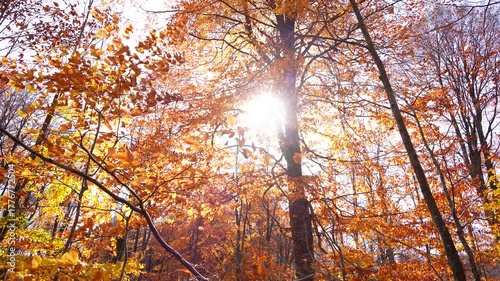 As leaves fall in the wind in the autumn forest