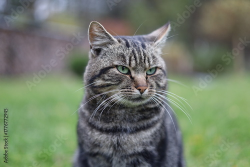 Wallpaper Mural Close-up portrait of a serious tabby cat with green eyes sitting outdoors on a blurred natural background. Focused feline expression, detailed fur texture, and vibrant spring garden atmosphere. Torontodigital.ca