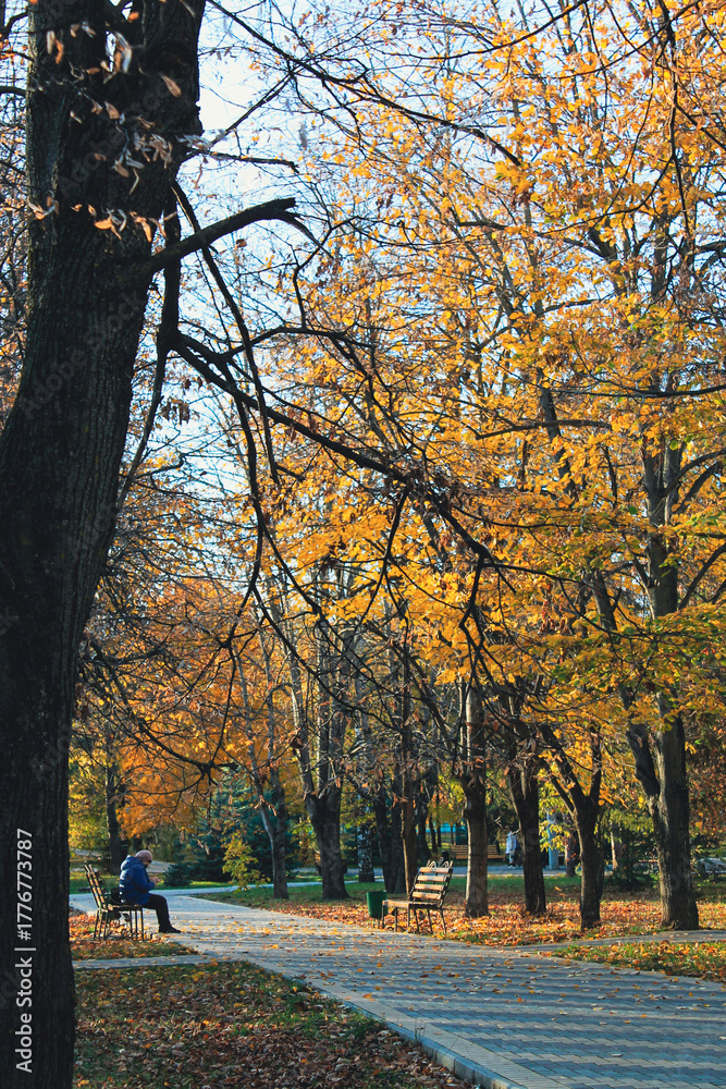Fototapeta premium autumn in the park