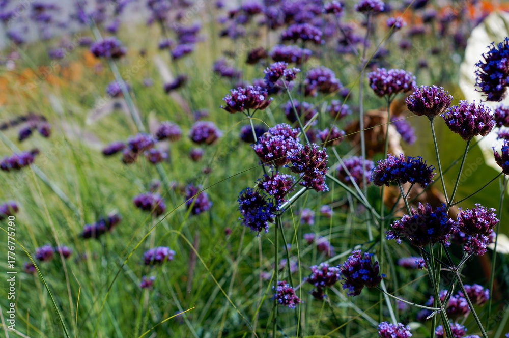 Fototapeta premium Vibrant Purple Verbena Meadow Swaying in the Wind