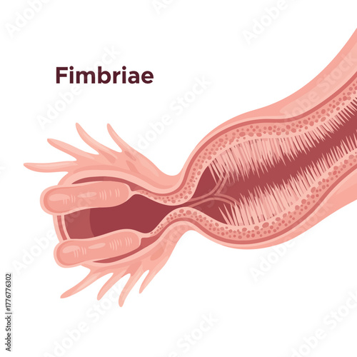 Detailed anatomical illustration of fimbriae and fallopian tube in clear, precise detail for medical education and research