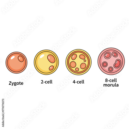 Visualize the incredible journey of early human development from zygote to 8-cell morula stages for educational and scientific projects.