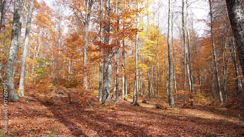 As leaves fall in the wind in the autumn forest
