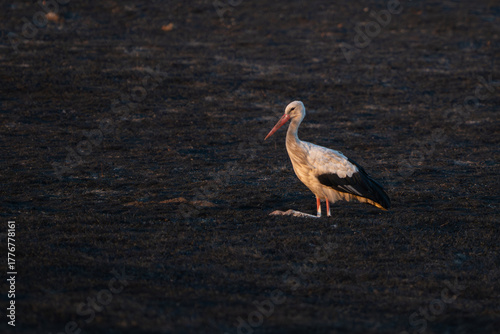 White Stork Ciconia ciconia rest scorched field, in the wild.