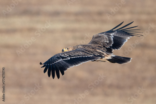 Eastern imperial eagle Aquila heliaca. Wildlife animal.
