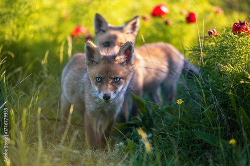 Red fox Vulpes vulpes. A fox stands in a meadow. Wild young fox