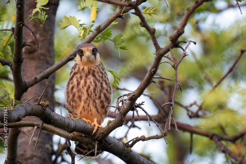 A young Red-footed Falcon perches quietly on a branch in its natural habitat. Falco vespertinus