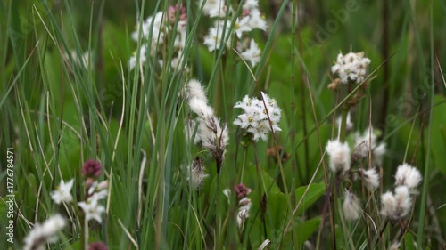 Eriophorum angustifolium, commonly known as common cottongrass or common cottonsedge among other flowers in a marsh