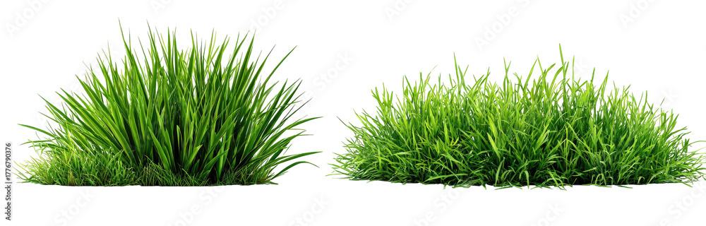 Obraz premium Two vibrant clumps of grass