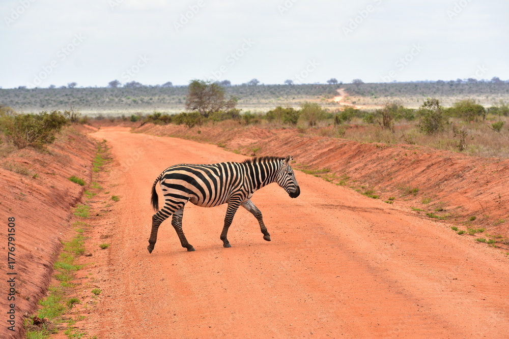 Naklejka premium African zebra moving through savanna road, Tsavo East National Park, Kenya