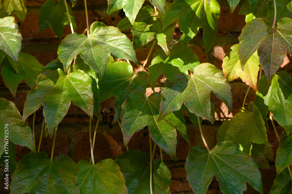 Obraz premium Wild Grape Leaves in Autumn Close-Up