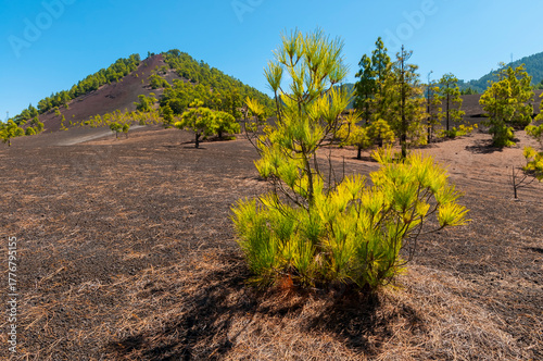 Junger Baumbestand aus Kiefern auf vulkanischem Ascheboden