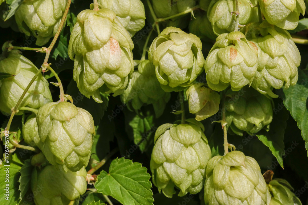 Obraz premium Hopfen mit Blättern an Ranken