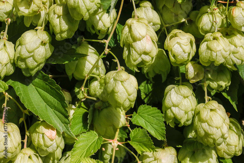 Hopfen mit Blättern an Ranken
