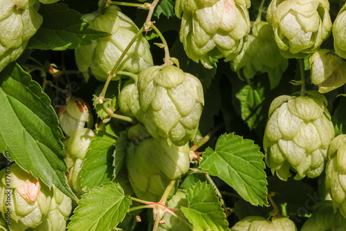 Hopfen mit Blättern an Ranken