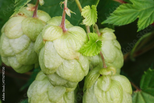 Hopfen mit Blättern an Ranken