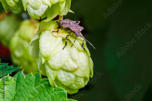 Marmorierte Baumwanze auf einem Hopfen an Ranken