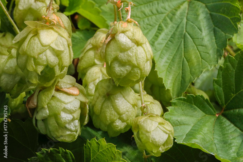 Hopfen im Detail mit Blättern an Ranken in voller Blüte