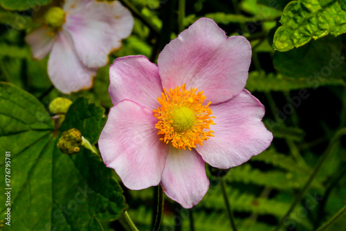 Japanische Herbstanemone wild wachsend in der Natur