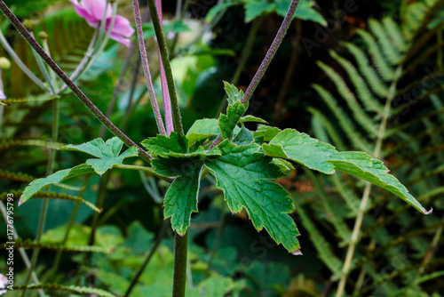 Japanische Herbstanemone wild wachsend in der Natur