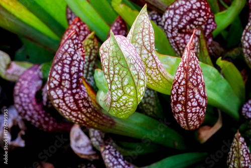 Trompetenpflanze Sarracenia eine fleischfressende Pflanze