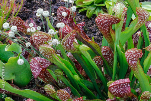 Trompetenpflanze Sarracenia eine fleischfressende Pflanze