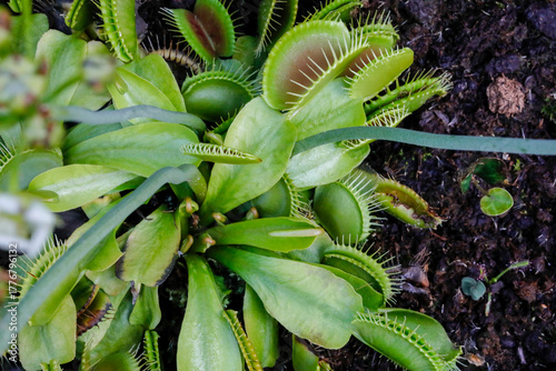 Venusfliegenfalle Dionaea muscipula ist eine fleischfressende Pflanze