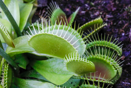 Venusfliegenfalle Dionaea muscipula ist eine fleischfressende Pflanze