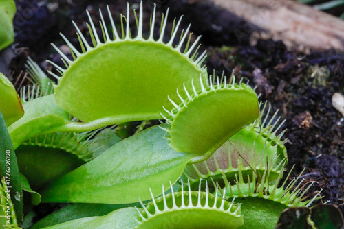 Venusfliegenfalle Dionaea muscipula ist eine fleischfressende Pflanze
