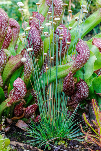 Mikado Gras vor einer Trompetenpflanze Sarracenia die fleischfressende Pflanze