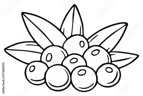 Outline Illustration of Blueberries with Leaves A simple line art of blueberries and leaves, perfect for coloring books or educational materials