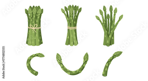 Fresh asparagus collection with bundles and spears on white background