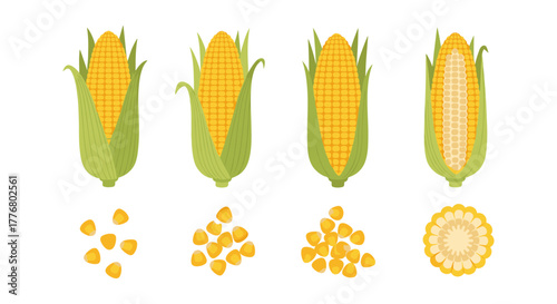 Corn growth stages with kernels and cross section on white background