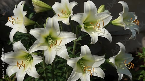 photographic series focusing on the elegant and distinctive blooms of the calla lily