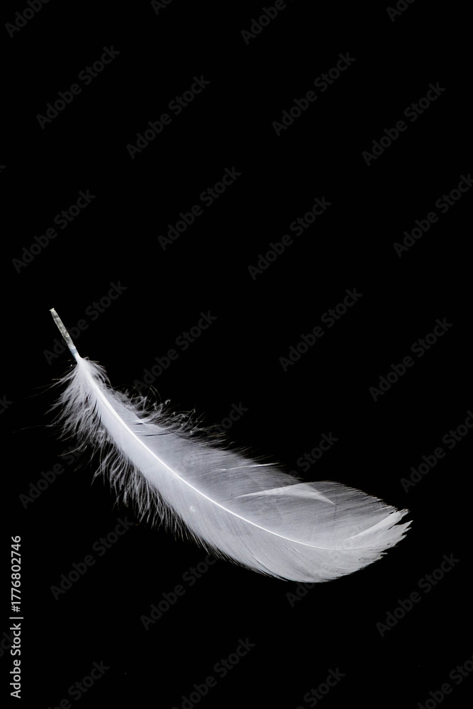 Obraz premium weiße Feder vor schwarzem Hintergrund