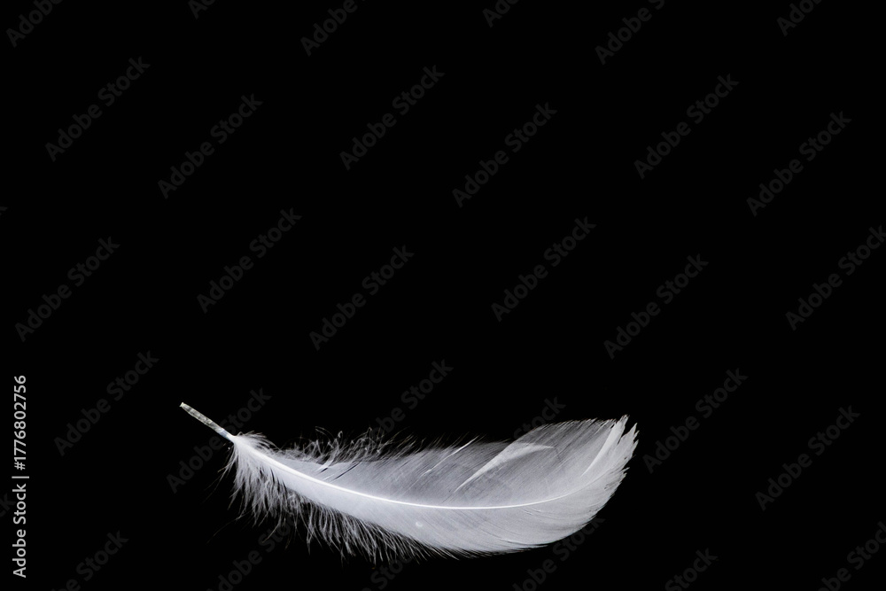 Obraz premium weiße Feder vor schwarzem Hintergrund