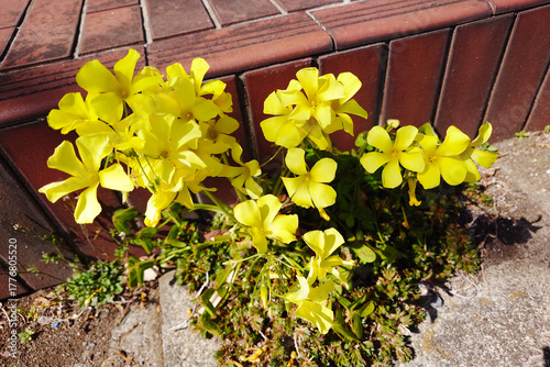 可憐なオオキバナカタバミ