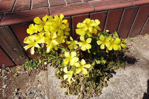 可憐なオオキバナカタバミ