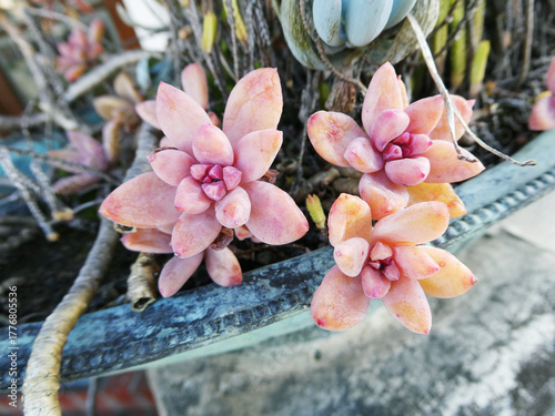 可憐な多肉植物