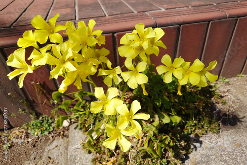 可憐なオオキバナカタバミ