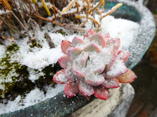 雪の積もった多肉植物