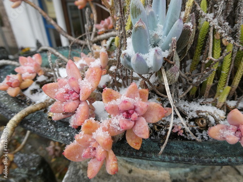 可憐な多肉植物