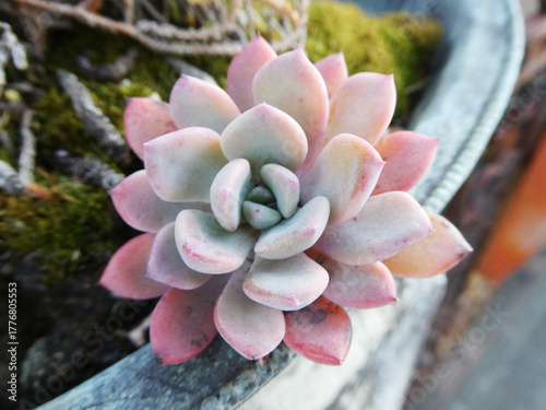 可憐な多肉植物