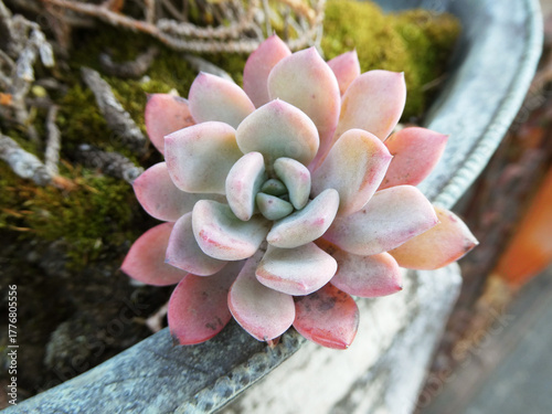 可憐な多肉植物