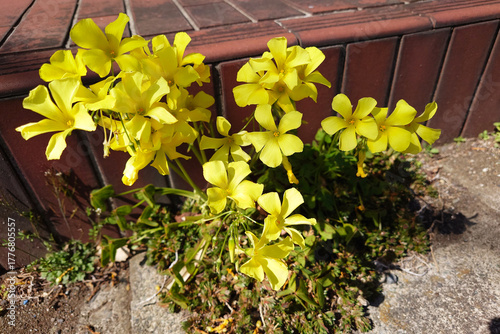 可憐なオオキバナカタバミ