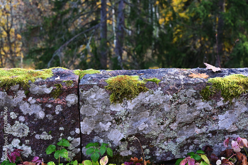 a moss-covered stone wall in a forest setting