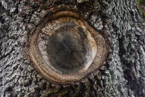 a cut branch and detailed tree rings surrounded by rough, textured bark
