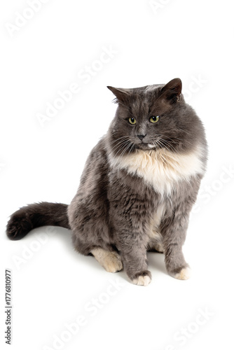 Fluffy, street, homeless, gray cat with white spots close-up on a white background