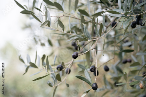 Ripening Olive Fruit on Branch in Sunlight