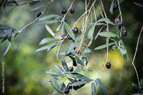 Olive Branch Laden with Dark Ripe Fruit in Autumn Light